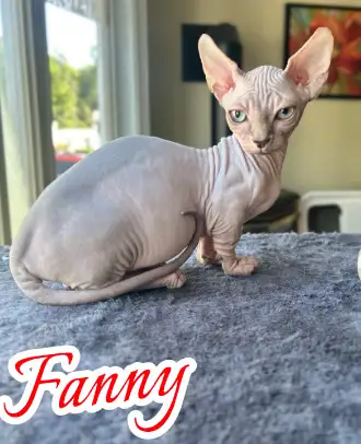 Sphynx Femelle Enregistrée et Garantie 2 ans, View more