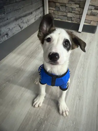 Border Collie Shepherd x Krypto, View more