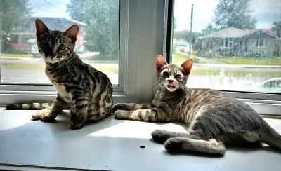 Magnifiques chatons Bengal Pure Race **BLEUS** et BROWN, View more