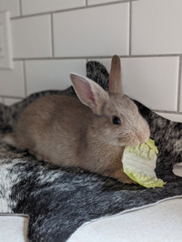 9 week old bunny