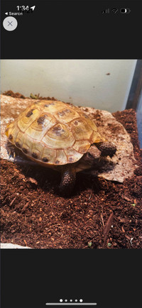 Male Russian tortious 