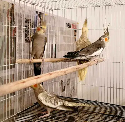 Rehoming young handtamed Cockatiels $150 each Male and female available Call or text 204-2494018