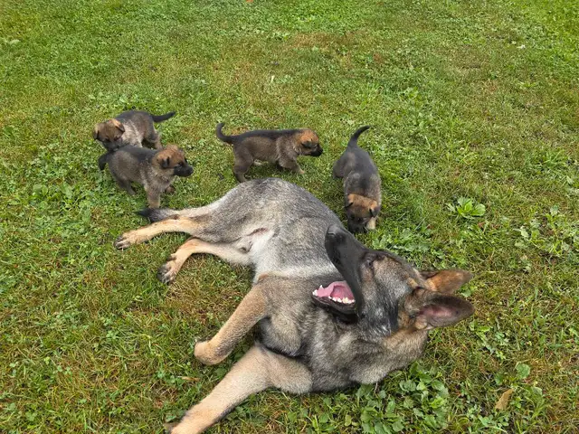 Sable German Shepherd Puppies - Loyal, Smart, Stunning in Dogs & Puppies for Rehoming in Owen Sound - Image 8