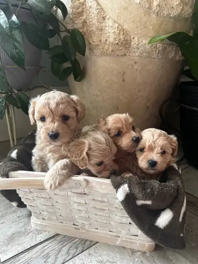 We have 2 toy apricot maltipoo puppies left!!! These adorable puppies will be ready for Easter!! Wha...