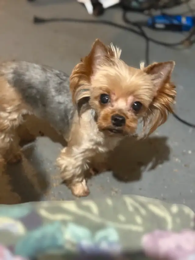 Adult  Yorkshire terrier  for sale in Dogs & Puppies for Rehoming in Oakville / Halton Region - Image 6
