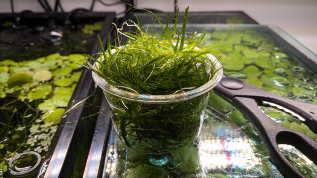 Guppy Grass - Plantes aquatiques pour aquarium dans Poissons à adopter  à Longueuil/Rive Sud