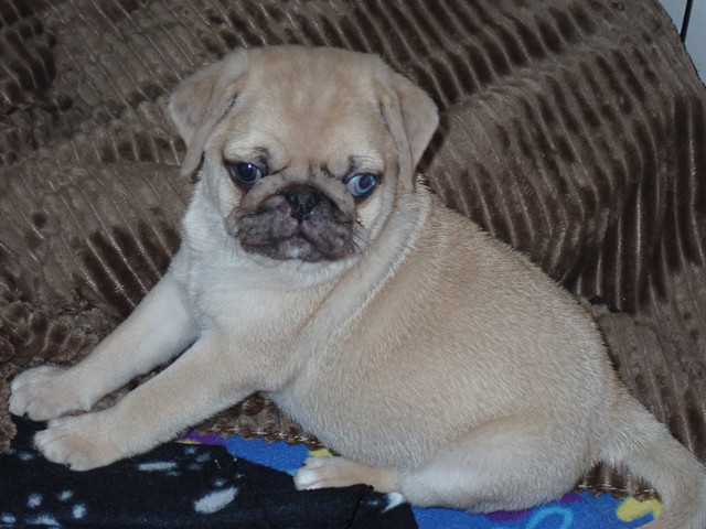 Pug Puppies in Dogs & Puppies for Rehoming in Trenton - Image 3