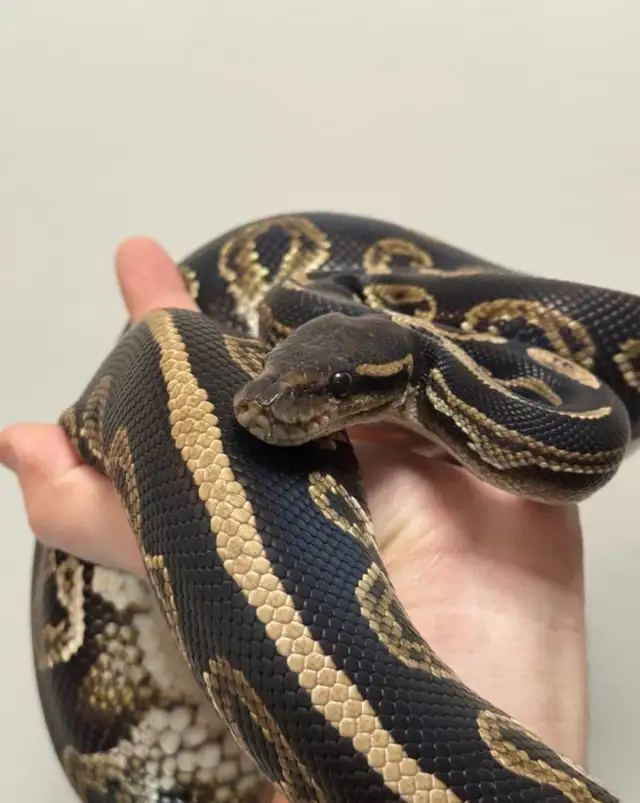 Male Adult Ball Python | Reptiles & Amphibians for Rehoming ...