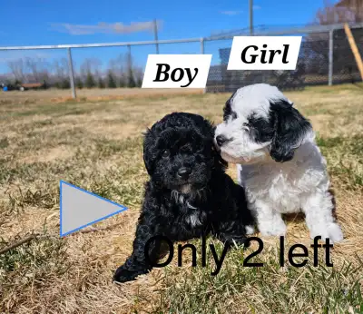 CKC REGISTERED TOY POODLE PUPPIES  top quality