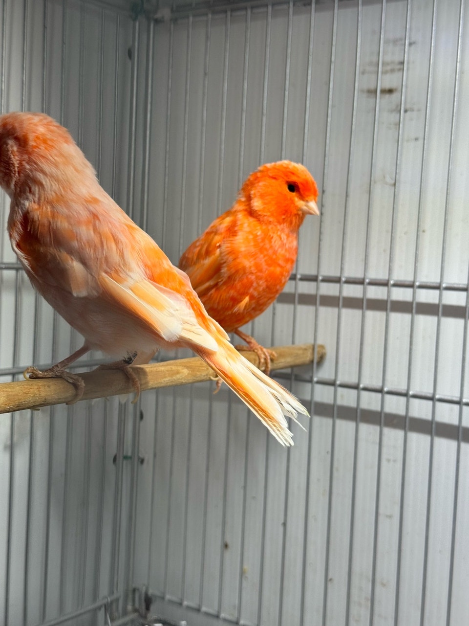 Red factor canary pair 2025 banded health and active | Birds for ...