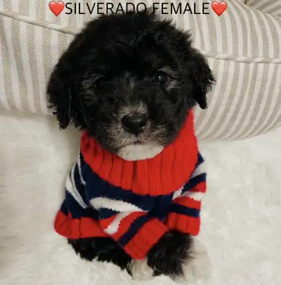 ❤️❤️Black Toy Poodle puppys❤️❤️, View more