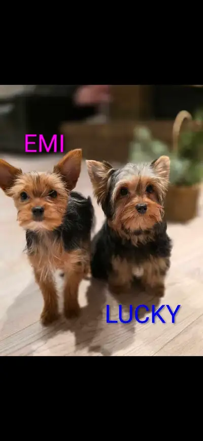  Pure Breed Yorkie  boy, View more