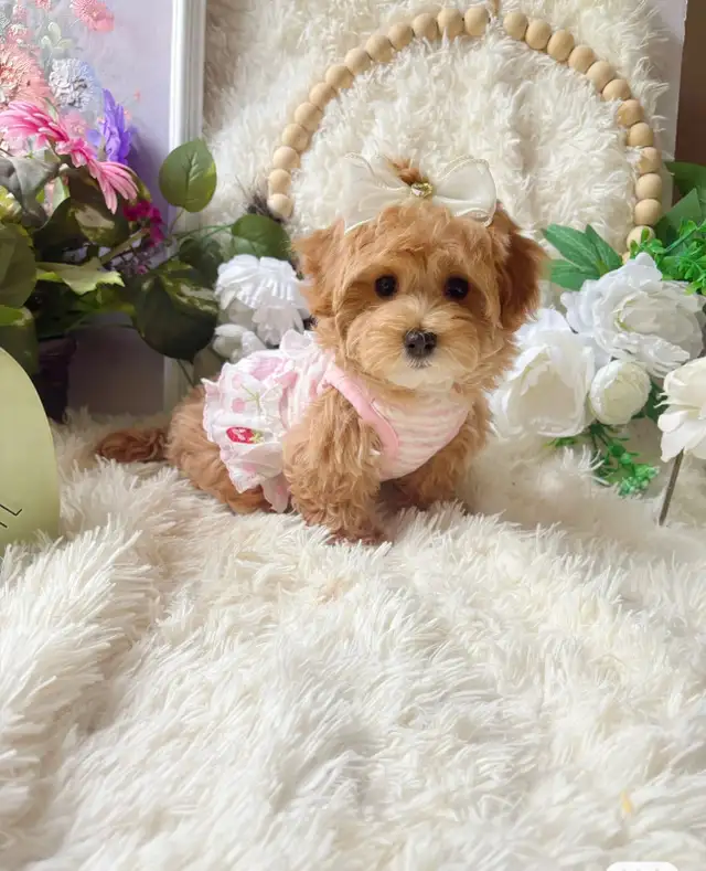TeddyBear Maltipoo puppy Mini tiny size (poodle/Maltese in Dogs & Puppies for Rehoming in City of Toronto - Image 3