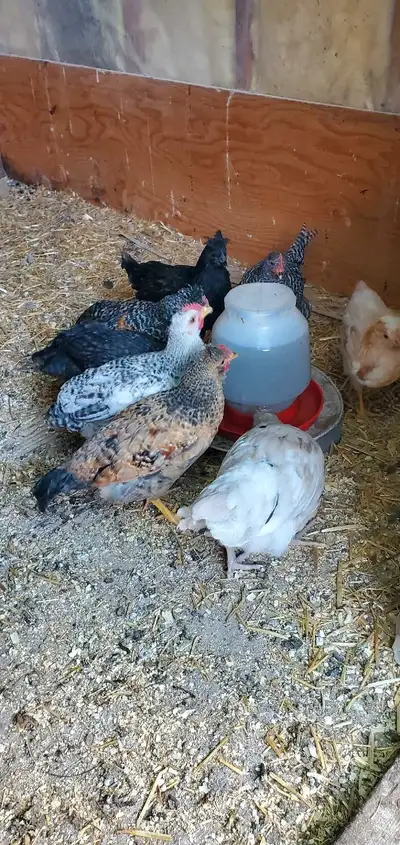 I have 8 BYM roosters for sale. I would like to get $20 for all of them. Hatched Mar 26 Text Jess at...