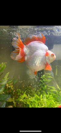 Very high quality fancy goldfish - Ryukin