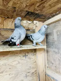  Pigeon Berliners