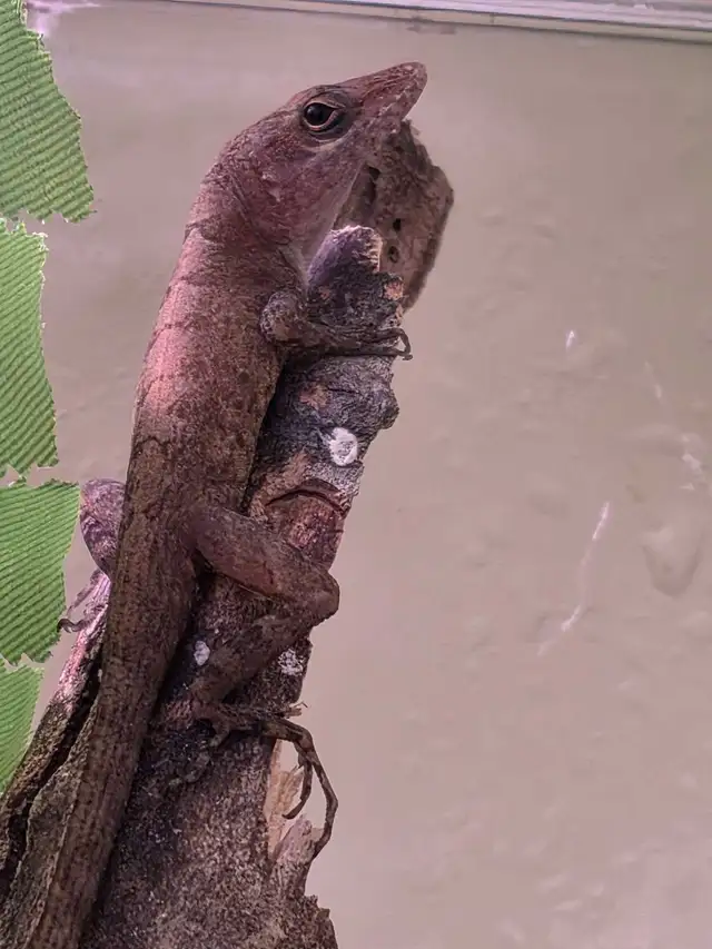 CB Dwarf Blue Eyed Anoles - juvies in Reptiles & Amphibians for Rehoming in Kawartha Lakes - Image 4