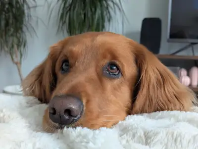 URGENT - Rehoming 5 y/o Golden Retriever, View more