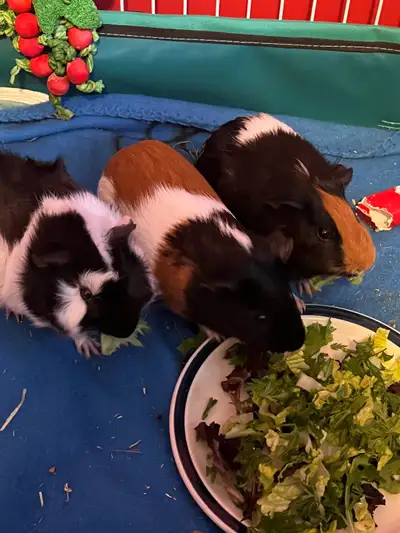 3 Guinea pigs, View more