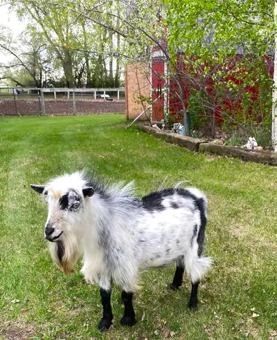 Goats for sale, View more