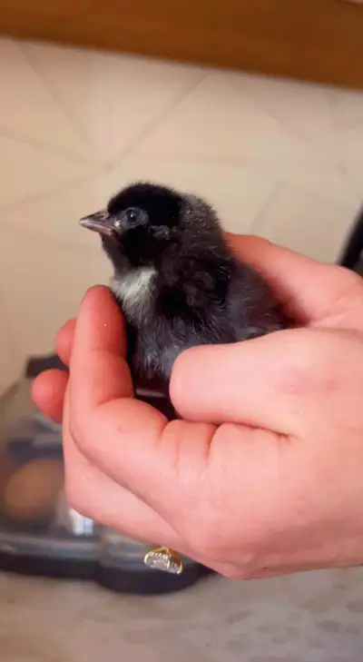 6 barred rock chicks they are 3 weeks old I will have more in a week if need be Great layer chickens...
