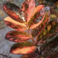 zz variegated pinkorange bulbs ( 5 bulbs $60)62864746239235123