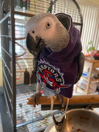 African Grey Male Parrot