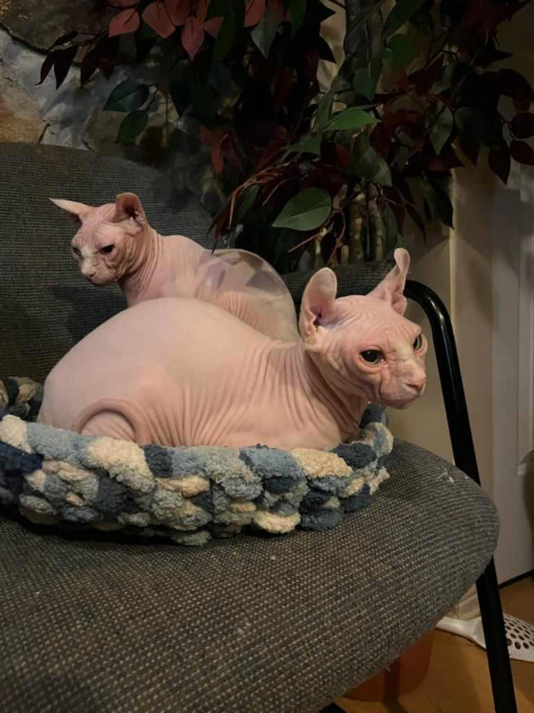 Sphynx elf in Cats & Kittens for Rehoming in West Island