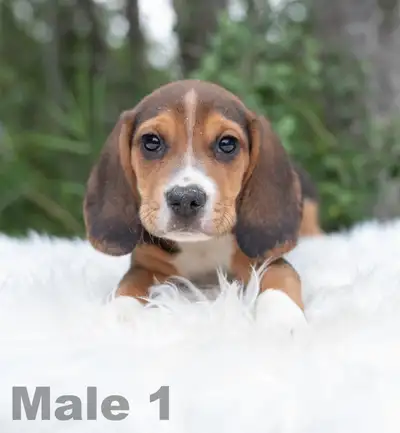 Beagle puppies, View more