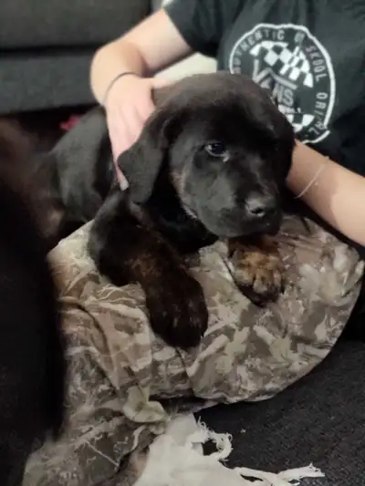 Labrador puppies ready to go, View more