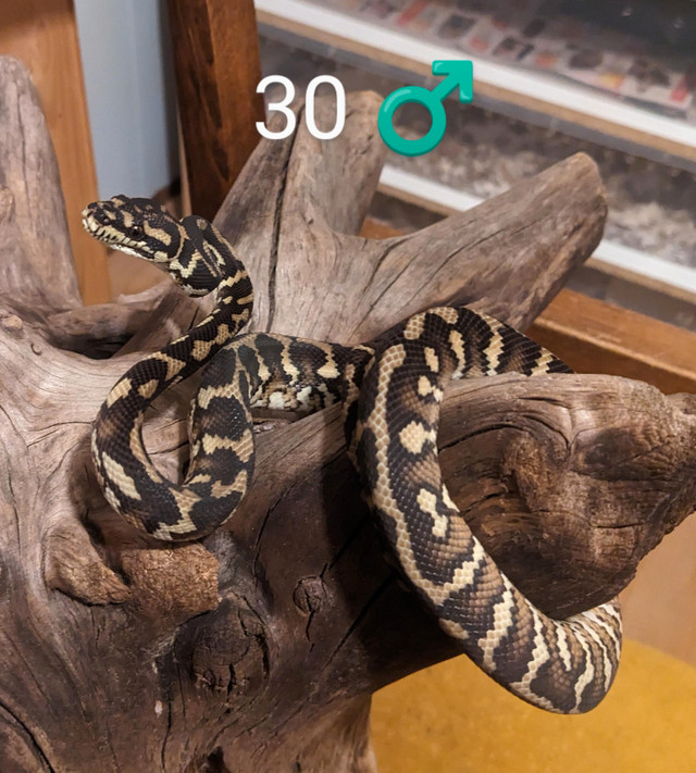 Carpet Python in Reptiles & Amphibians for Rehoming in Hamilton