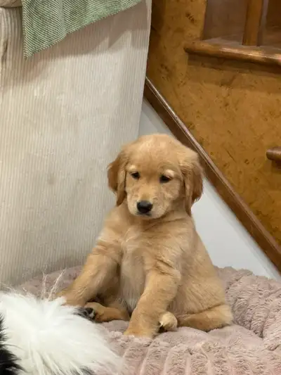 Pure Breed Show Golden Retriever Puppy, View more