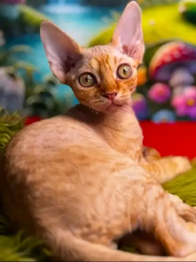 Ginger Devon rex kitten  boy ready to go, View more