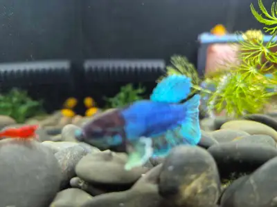 Male Betta fish, View more