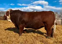 Yearling Simmental Bull - Fairview Proton 2L