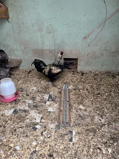 Rooster for sale , View more