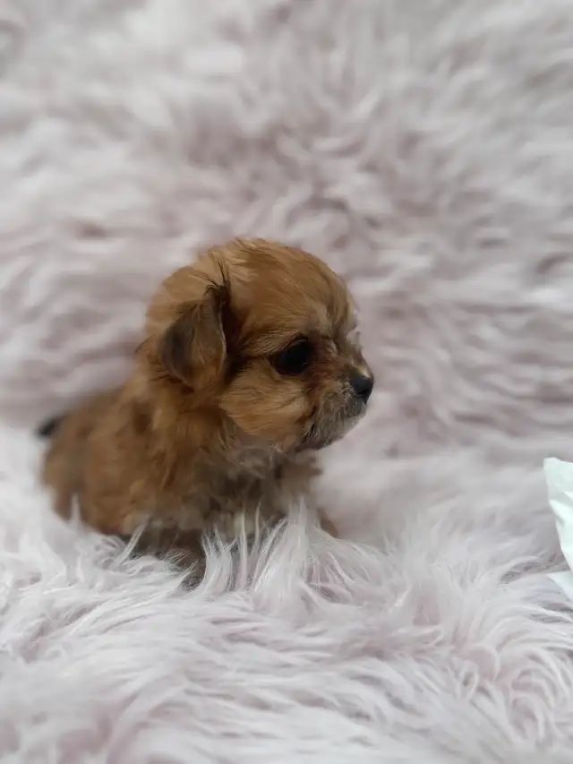Morkie Korean bloodline in Dogs & Puppies for Rehoming in Oshawa / Durham Region - Image 7