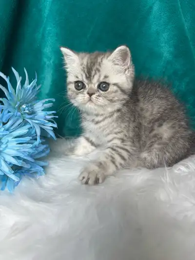 REG’s  Male EXOTIC SHORTHAIR , View more