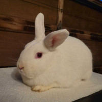 Holland lop/Polish Rabbit Doe 