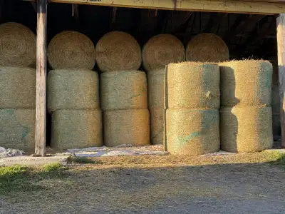 Clean wheat straw store indoors. 5x4 hardcore bales. $50 each
