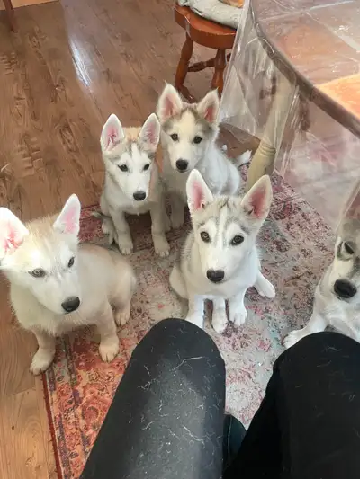 Beautiful Siberian huskies ready to go to their forever home, View more