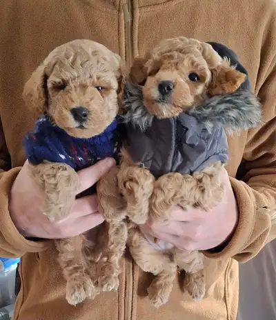 BEAUTIFUL APRICOT Toy Miniature POODLE Puppies ALL SOLD PEND PU, View more