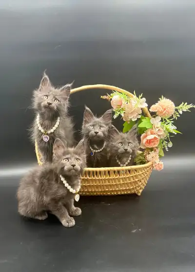Maine Coon male kitten purebred, View more