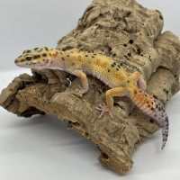 Gecko léopard Carrot Tail Hypo G & T Red Stripe pos Tornado
