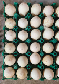 Pekin duck hatching eggs