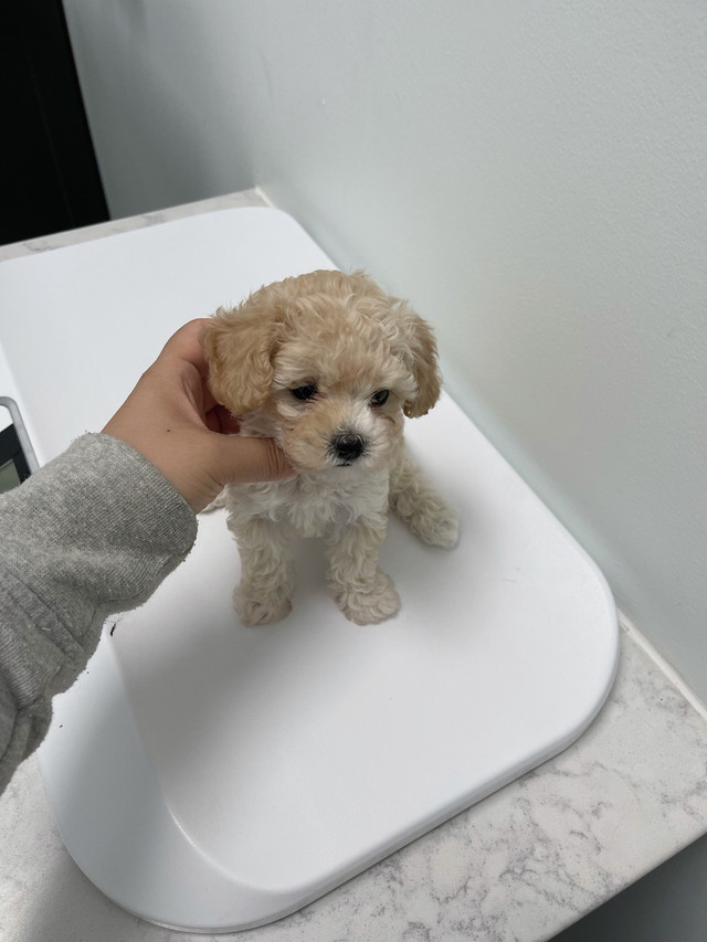 Teddy bear face mapltipoo puppies for new home Dogs & Puppies for