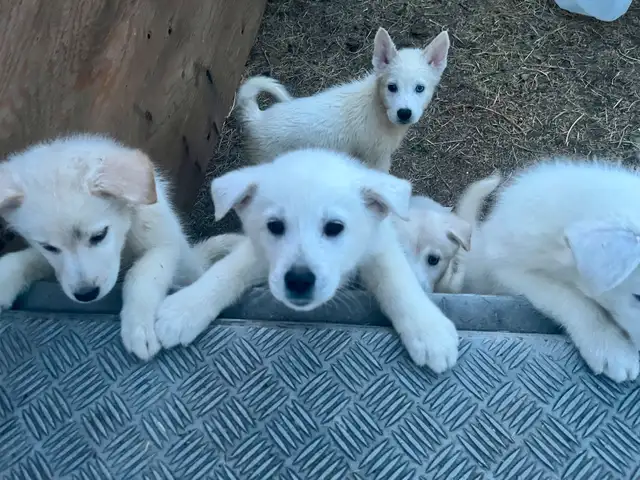 Samoyed/Labsky Puppies in Dogs & Puppies for Rehoming in Penticton - Image 6