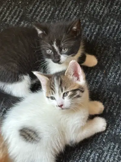 Female kittens, View more