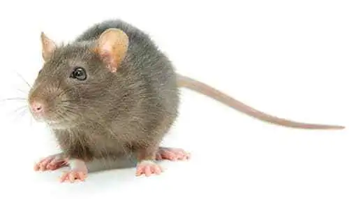 AFFORDABLE 24/7 PEST CONTROL!565170169038120968