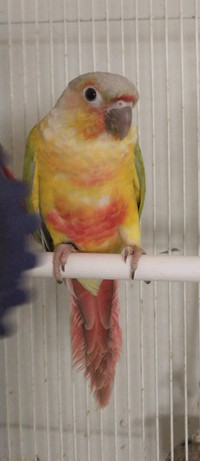 Male Yellowsided Dilute
